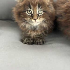 Mainecoons Male classical