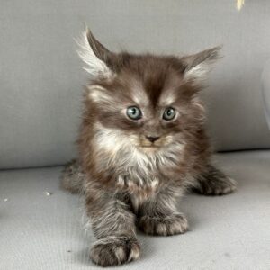 Mainecoons Polydactyl male