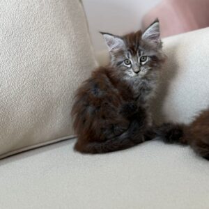 Mainecoon girl and boy