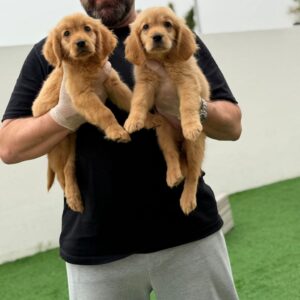 Golden retriever girls