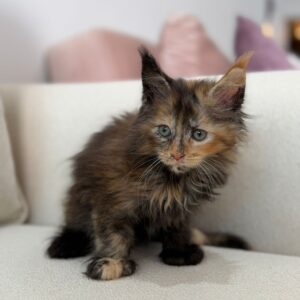 Mainecoon polydactyl tortie girl