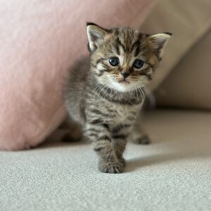 British short hair Girl