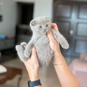 Lilac Scottish fold girl