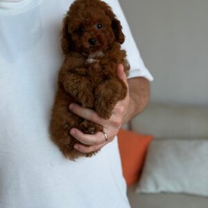 Teacup poodle boy