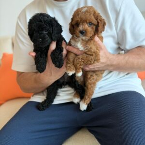 Cavapoo boy and girl