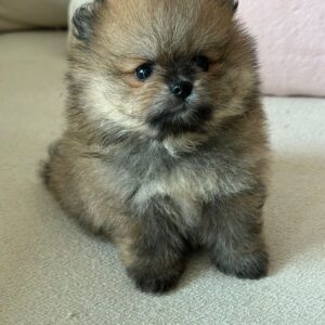 Pomeranian female
