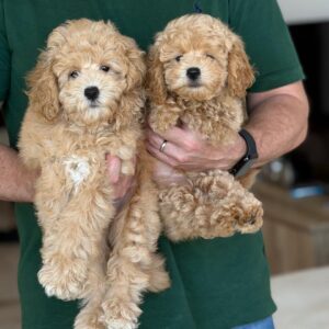 Miniature poodle girls