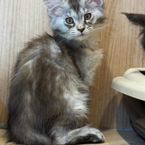 Mainecoon girl
