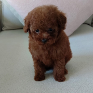 Red teacup poodle girl