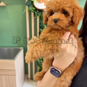 Toy poodle