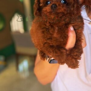 Teacup poodle girl red