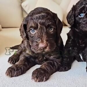 Labradoodle F1B chocolate boy