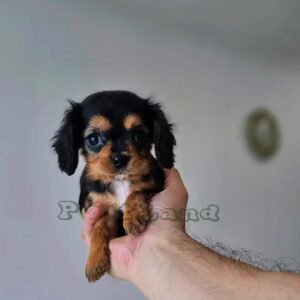 Cavalier King Charles spaniel girl