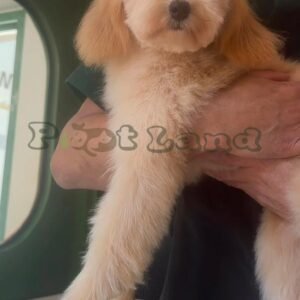Goldendoodle F1B girl