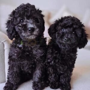 Silver poodle girls miniature