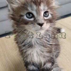 Polydactyl mainecoon boy
