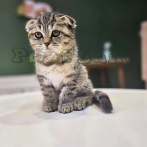 Scottish fold Ny24 gold tabby