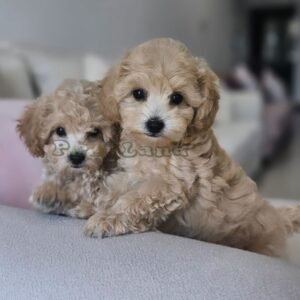 Maltipoo