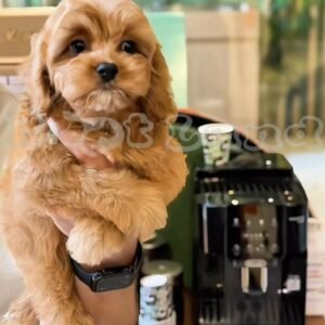 Cavapoo girl