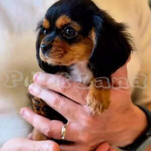 Cavalier King Charles spaniel girl black and tan