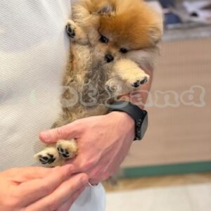 Super mini Pomeranian girl