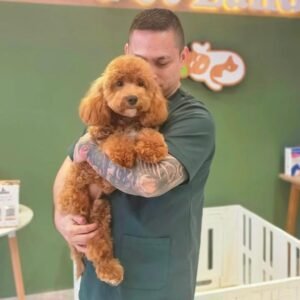 Southkorean mini Goldendoodle boy