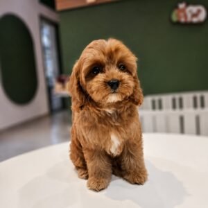 Cavapoo boy