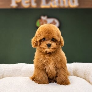 Toy Poodle