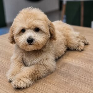 Maltipoo girl