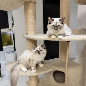 Ragdoll girls