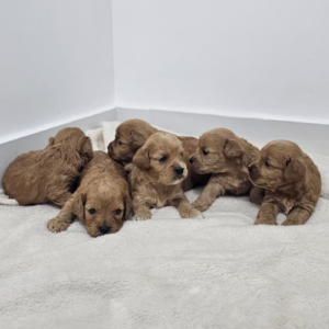 Cocker Spaniels puppies