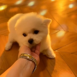 Teacup bichon frise girl