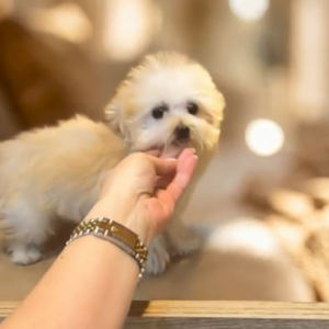 Teacup maltipoo boy