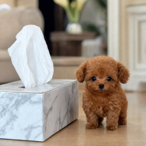 Teacup poodle girl