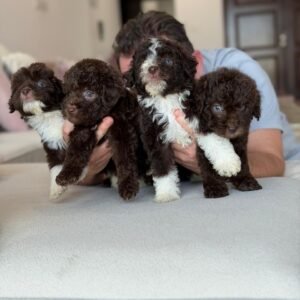 Labradoodle girls