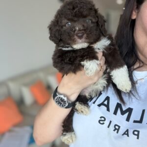 Labradoodle boys